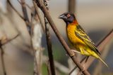 Village Weaver (m)