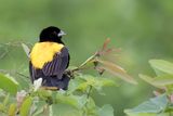 Yellow Bishop (m)