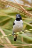 Magpie Mannikin