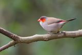 Orange-cheeked Waxbill