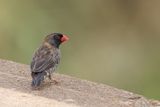 Quailfinch (m)