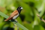 Tricolored Munia