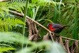 Western Bluebill (f)