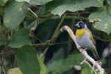 White-collared Oliveback