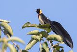 Broad-tailed Paradise-Whydah (m)