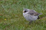 White-rumped Snowfinch - czanowskis Sneeuwvink - Niverolle de Taczanowski (j)
