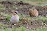 Rufous-necked Snowfinch - Roodhalssneeuwvink - Niverolle  cou roux
