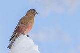 Brown-capped Rosy Finch