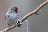Redpoll