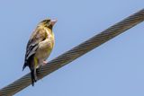 Oriental Greenfinch