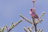 Himalayan White-browed Rosefinch (m)