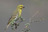 White-bellied Canary