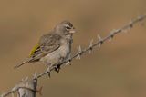 White-throated Canary