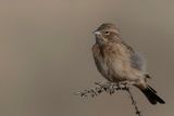 Lark-like Bunting