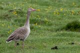 Greylag Goose - Grauwe Gans - Oie cendre