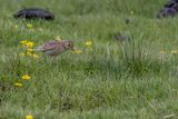 Oriental Skylark - Kleine Veldleeuwerik - Alouette gulgule