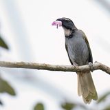 Black-headed Saltator