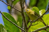 Sangkar White-eye - Soendabrilvogel - Zostrops de la Sonde