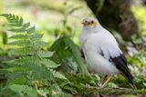 Black-winged Myna - Zwartvleugelspreeuw - tourneau  ailes noires (m)