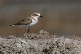 Javan Plover - Javaanse Strandplevier - Gravelot de Java