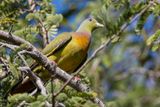 Orange-breasted Green Pigeon - Oranjeborstpapegaaiduif - Colombar  double collier (m)