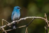 Indigo Flycatcher - Indigovliegenvanger - Gobemouche indigo