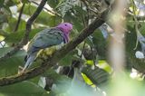 Pink-headed Fruit Dove
