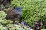 Horsfields Babbler