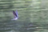 Linchi Swiftlet