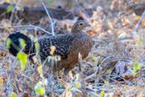Green Junglefowl (f)