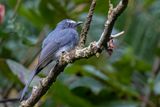 White-bellied Fantail