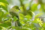 Greater Green Leafbird - Diksnavelbladvogel - Verdin de Sonnerat (imm m)