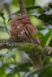 Bornean Frogmouth