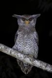 Barred Eagle-Owl