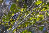 Whiteheads Spiderhunter