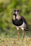 Southern Lapwing - Chileense Kievit - Vanneau tro