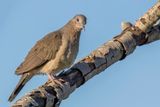 White-tipped Dove - Verreaux Duif - Colombe de Verreaux