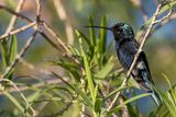 Blue-tufted Starthroat - Roodvlaksterkeelkolibrie - Colibri dAngle (m)