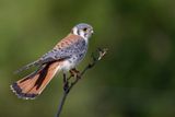 American Kestrel - Amerikaanse Torenvalk - Crcerelle dAmrique