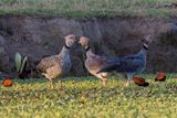 Southern Screamer - Kuifhoenderkoet - Kamichi  collier