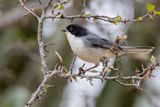 Black-capped Warbling Finch - Zwartwangboomgors - Chipiu  capuchon