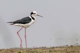 Black-necked Stilt - Amerikaanse Steltkluut - chasse dAmrique