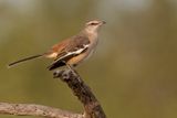 White-banded Mockingbird - Witbandspotlijster - Moqueur  ailes blanches