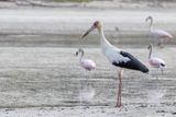 Maguari Stork - Magoeari -Cigogne maguari