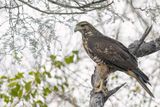 Harriss Hawk - Woestijnbuizerd - Buse de Harris (imm)