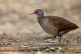Tataupa Tinamou - Tataupatinamoe - Tinamou tataupa