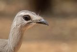 Black-legged Seriema - Burmeisters Seriema - Cariama de Burmeister