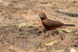 Red-pileated Finch - Rode Kroongors - Araguira rougetre