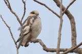Pearl Kite - Parelwouw - lanion perle