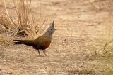 Crested Gallito - Kuifgalito - Tourco hupp